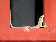 Hemidactylus mabouia