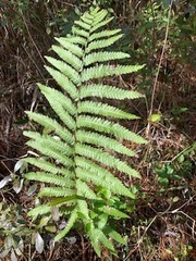 Anchistea virginica image