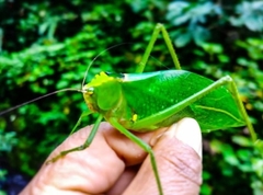 Stilpnochlora incisa