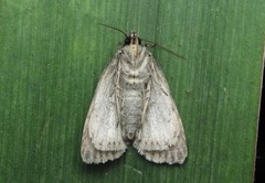 Acronicta strigosa