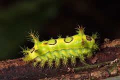Euclea distrahens