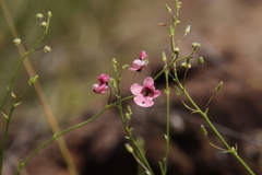 Diascia integerrima