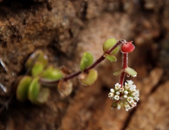 Crassula obovata