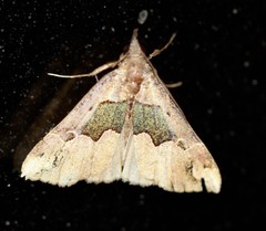 Hypena gonospilalis