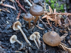 Lyophyllum anthracophilum