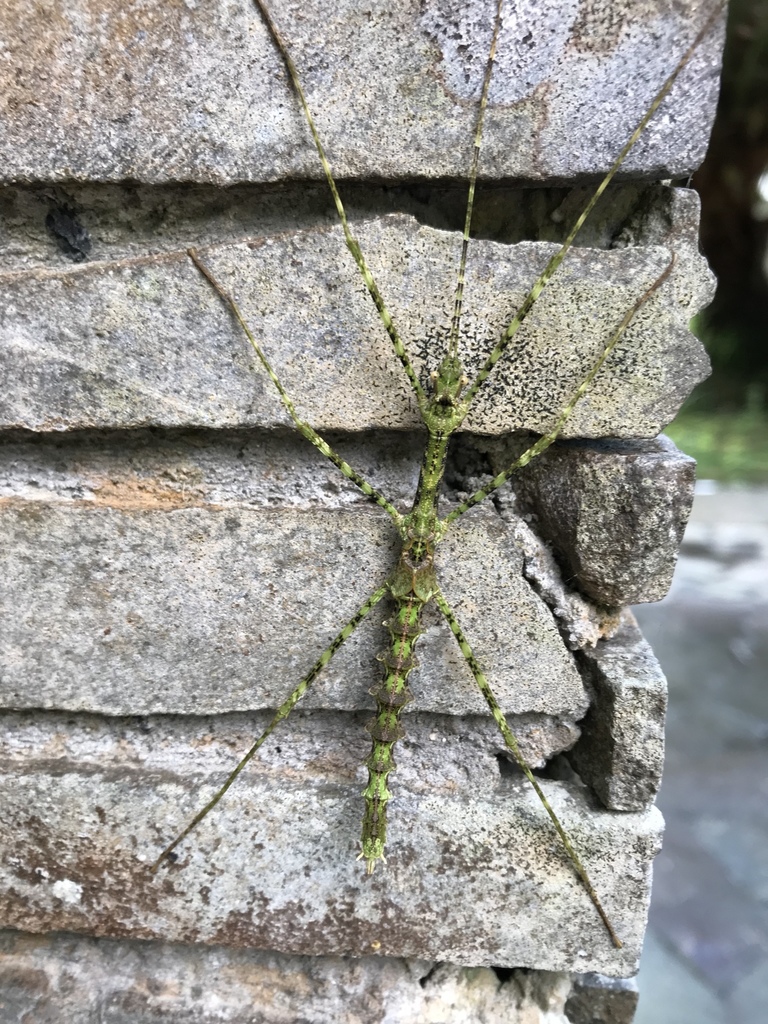 Pseudodiacantha
