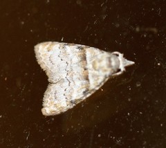 Nola euraphes