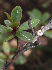 Ceroplastes sinensis
