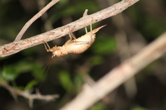 Nesoecia nigrispina
