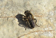 Platynochaetus setosus