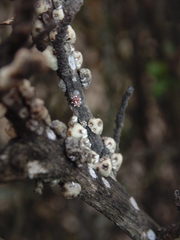 Ceroplastes sinensis