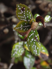 Ceroplastes sinensis