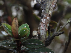 Ceroplastes sinensis