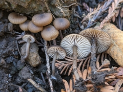 Lyophyllum anthracophilum