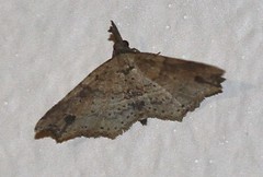Philogethes metableta