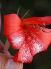 Gladiolus saundersii