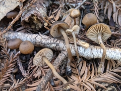 Lyophyllum anthracophilum