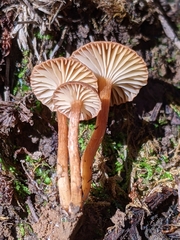 Pseudolaccaria