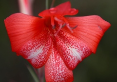 Gladiolus saundersii