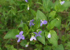 Viola nemoralis