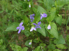 Viola nemoralis