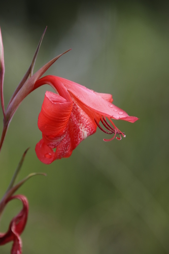 Image of Gladiolus saundersii by (c) Tony Rebelo, some rights reserved (CC BY-SA)
