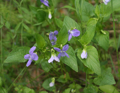 Viola nemoralis