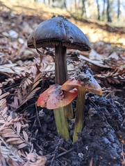 Hygrocybe