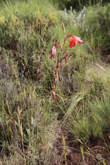 Gladiolus saundersii