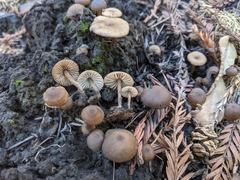 Lyophyllum anthracophilum