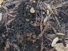 Lyophyllum anthracophilum