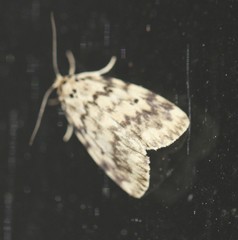 Hectobrocha subnigra