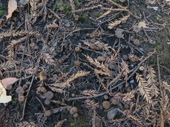 Lyophyllum anthracophilum