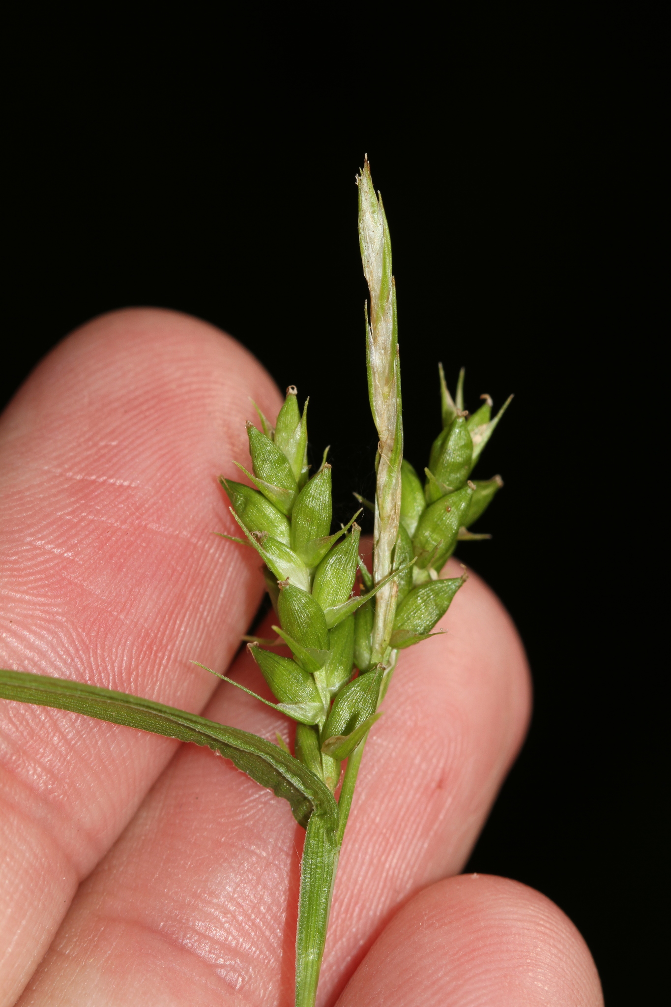Carex amphibola