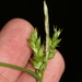 Carex amphibola - Photo (c) Paul Marcum, algunos derechos reservados (CC BY-NC), subido por Paul Marcum