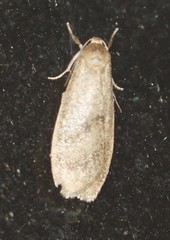 Lambula