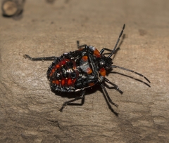 Phorbanta variabilis
