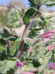Echium judaeum