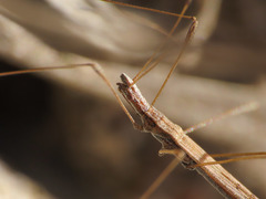 Neides tipularius