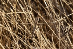 Geomantis larvoides