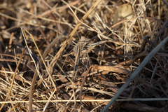 Geomantis larvoides