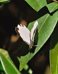 Dynamine myrrhina