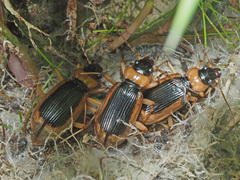 Nebria livida