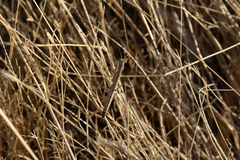 Geomantis larvoides