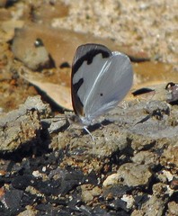 Dynamine myrrhina