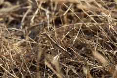 Geomantis larvoides