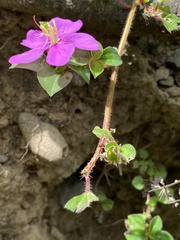 Heterotis rotundifolia