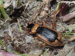 Nebria livida