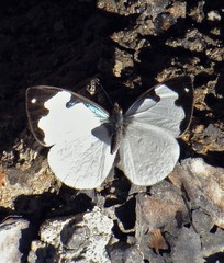 Dynamine myrrhina