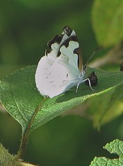 Dynamine myrrhina